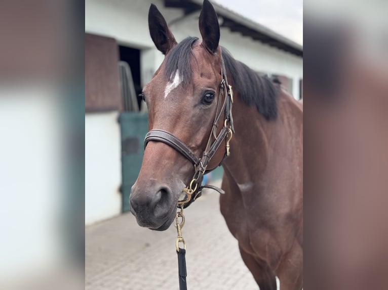 Pura sangre inglés Caballo castrado 4 años 165 cm Castaño in Iffezheim