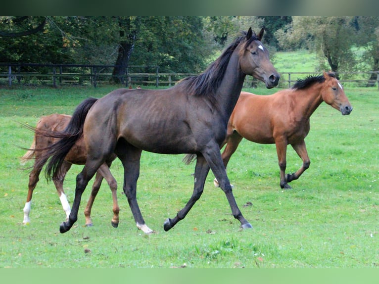 Pura sangre inglés Caballo castrado 4 años 165 cm Castaño oscuro in Colnrade