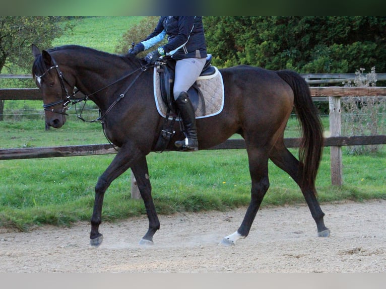 Pura sangre inglés Caballo castrado 4 años 165 cm Castaño oscuro in Colnrade