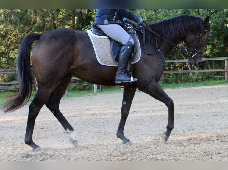 Pura sangre inglés Caballo castrado 4 años 165 cm Castaño oscuro in Colnrade