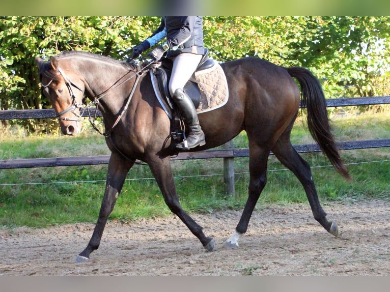 Pura sangre inglés Caballo castrado 4 años 165 cm Castaño oscuro in Colnrade