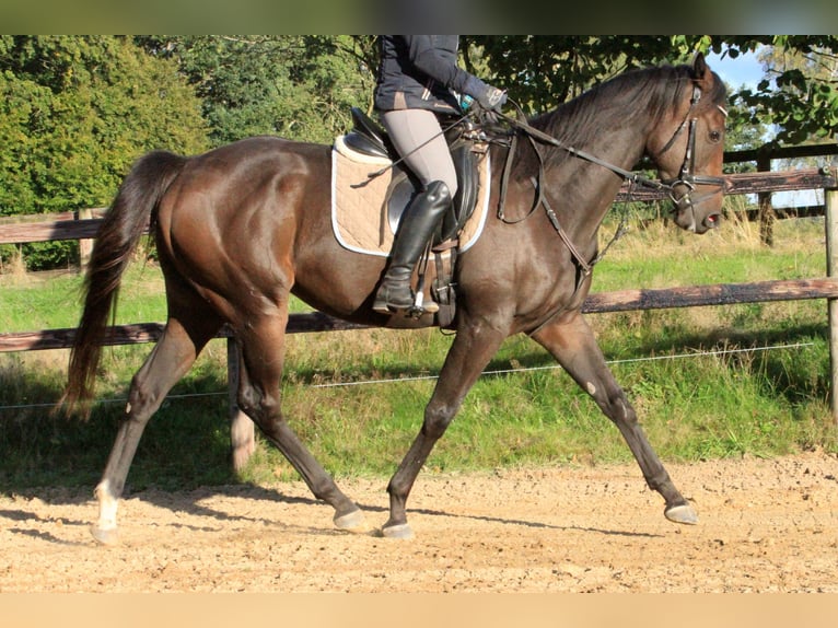 Pura sangre inglés Caballo castrado 4 años 165 cm Castaño oscuro in Colnrade