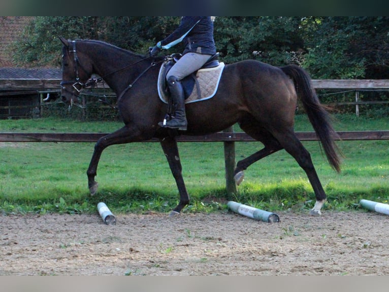 Pura sangre inglés Caballo castrado 4 años 165 cm Castaño oscuro in Colnrade