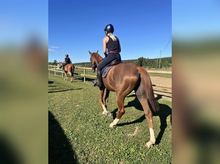 Pura sangre inglés Caballo castrado 4 años 167 cm Alazán in STAMBACH
