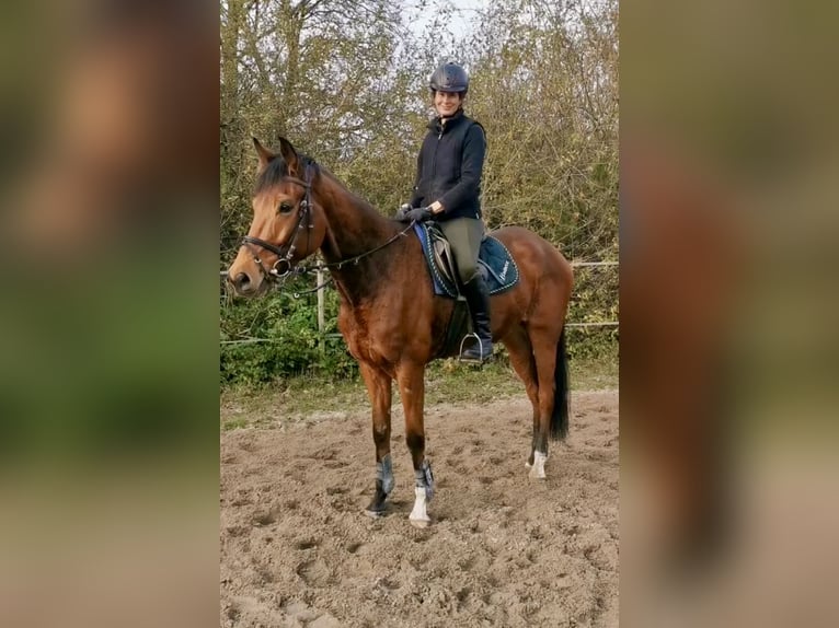 Pura sangre inglés Caballo castrado 4 años 167 cm Castaño in Iffezheim