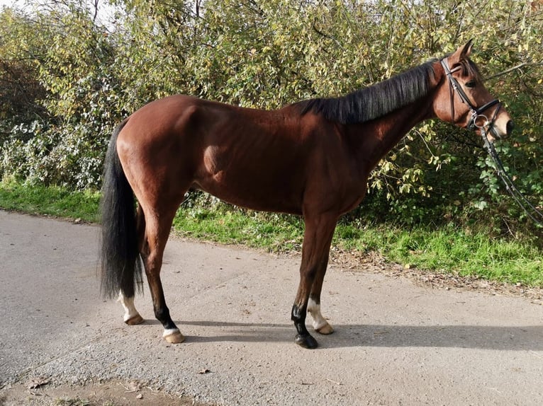 Pura sangre inglés Caballo castrado 4 años 167 cm Castaño in Iffezheim
