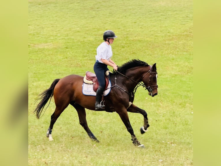 Pura sangre inglés Caballo castrado 4 años 168 cm Castaño in Laburgade