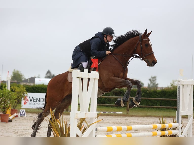 Pura sangre inglés Caballo castrado 4 años 168 cm Castaño in Vienne