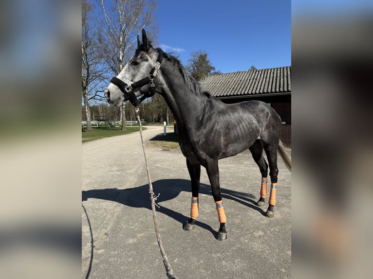 Pura sangre inglés Caballo castrado 4 años 169 cm in Iffezheim
