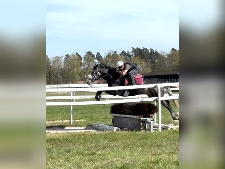 Pura sangre inglés Caballo castrado 4 años 169 cm in Iffezheim
