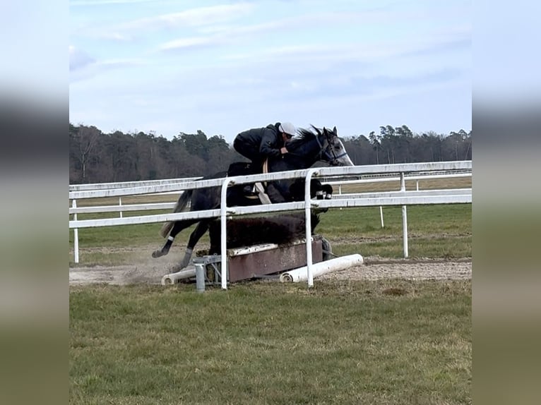 Pura sangre inglés Caballo castrado 4 años 169 cm in Iffezheim