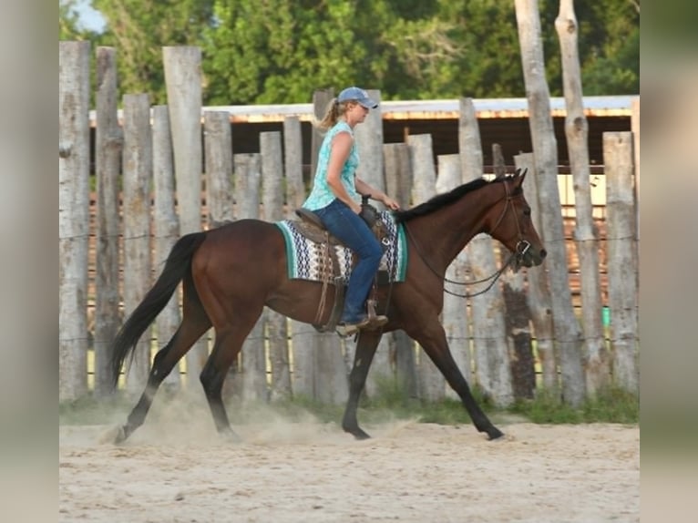 Pura sangre inglés Caballo castrado 4 años 178 cm Castaño rojizo in Athens