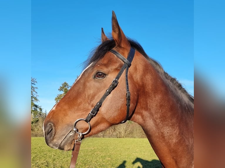 Pura sangre inglés Caballo castrado 4 años Castaño in Lorch