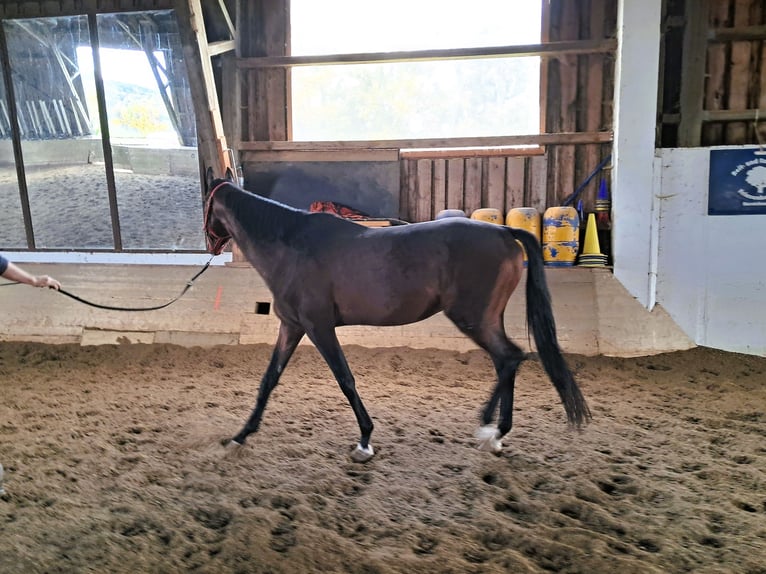 Pura sangre inglés Caballo castrado 4 años Castaño in Regensburg