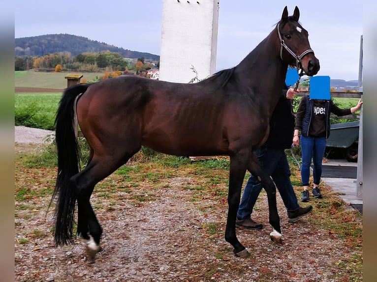 Pura sangre inglés Caballo castrado 4 años Castaño in Regensburg