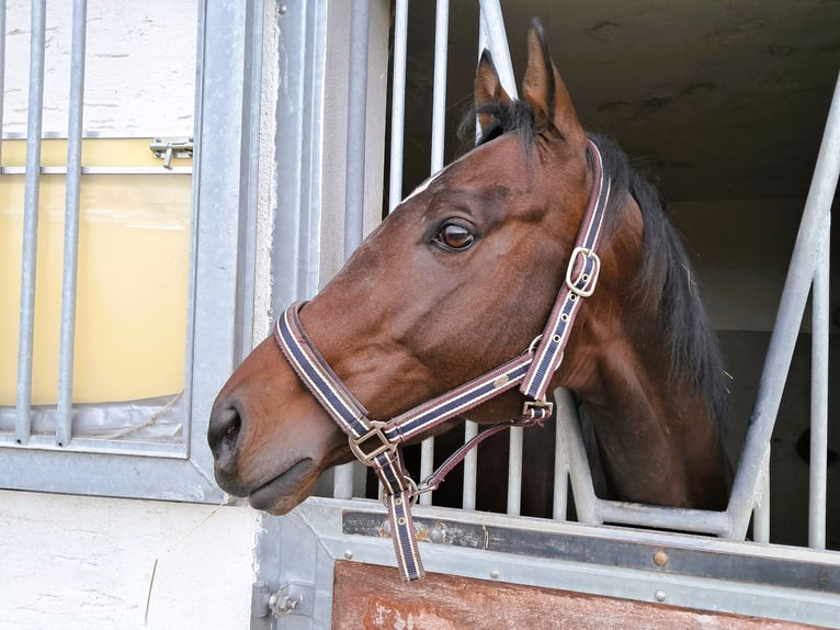 Pura sangre inglés Caballo castrado 4 años Castaño in Regensburg