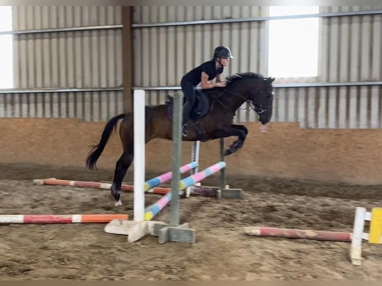 Pura sangre inglés Caballo castrado 5 años 155 cm Castaño in Sligo