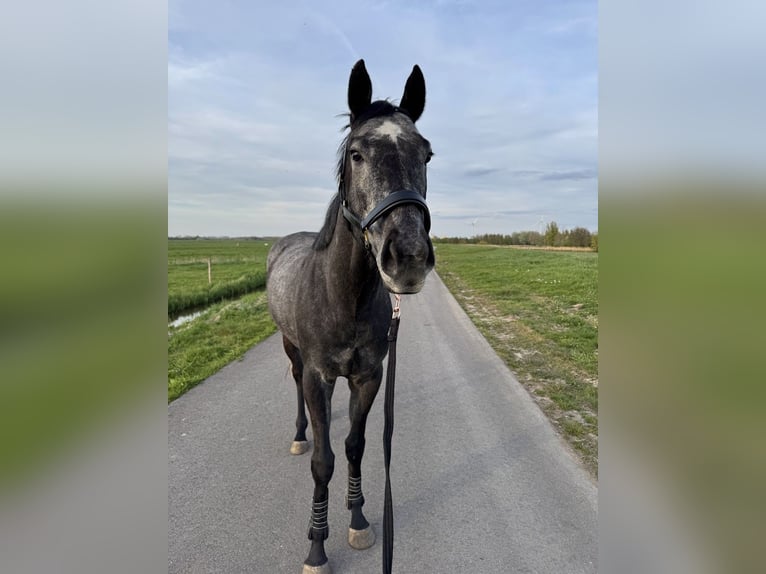 Pura sangre inglés Caballo castrado 5 años 157 cm Tordillo negro in Zwanenburg