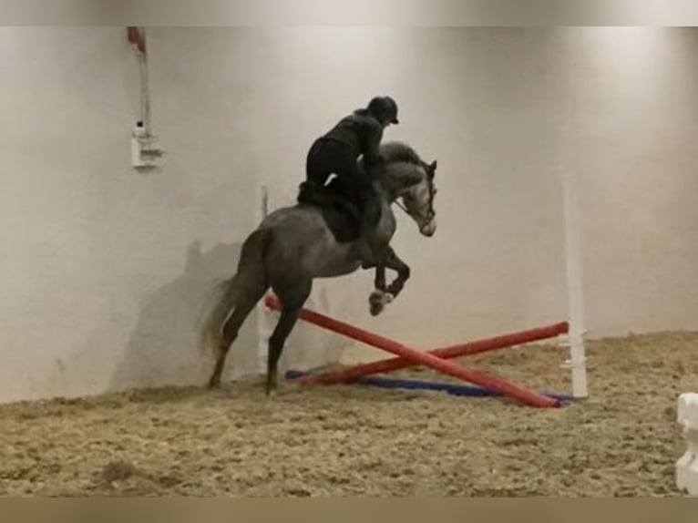 Pura sangre inglés Caballo castrado 5 años 157 cm Tordo rodado in Klötze