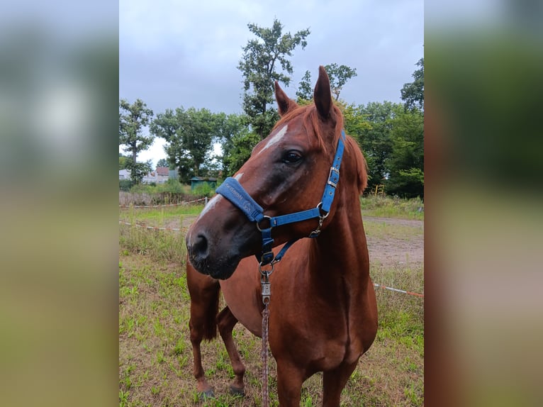 Pura sangre inglés Mestizo Caballo castrado 5 años 160 cm Alazán in Weiterstadt