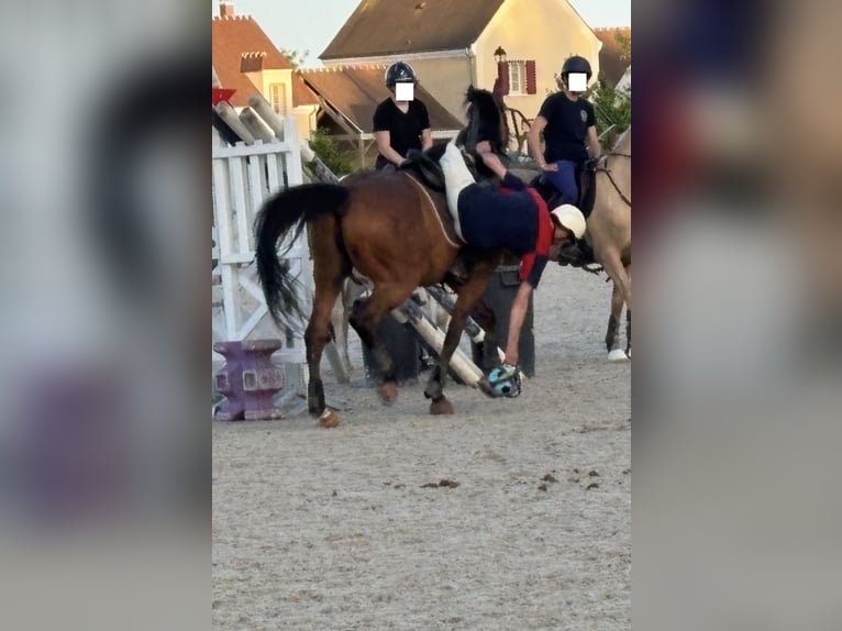 Pura sangre inglés Caballo castrado 5 años 162 cm Castaño oscuro in Triel-sur-Seine