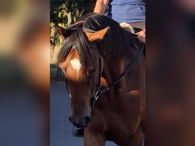 Pura sangre inglés Caballo castrado 5 años 163 cm Castaño in Gr&#xF6;den