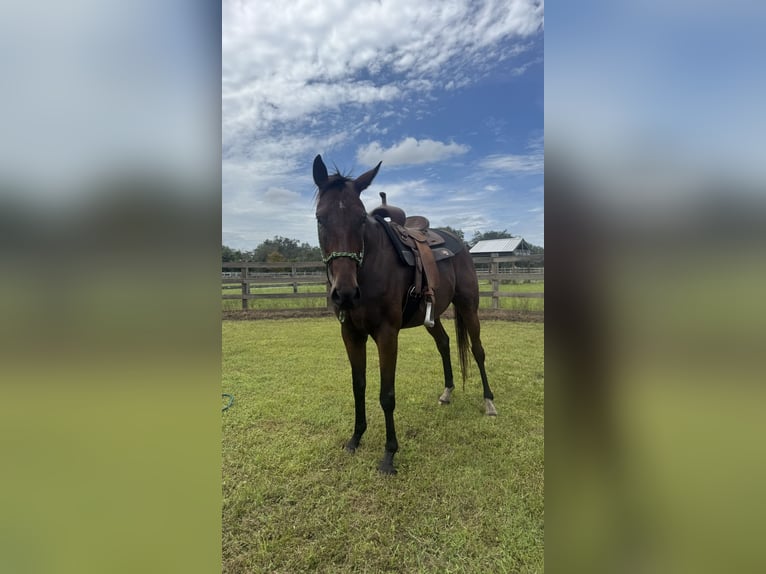 Pura sangre inglés Caballo castrado 5 años 163 cm Castaño rojizo in Myakka City