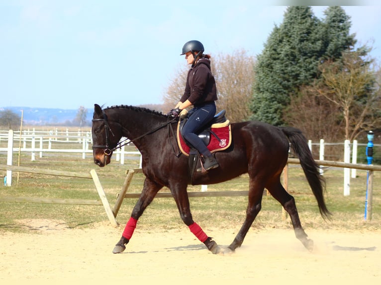 Pura sangre inglés Mestizo Caballo castrado 5 años 163 cm Morcillo in Santok