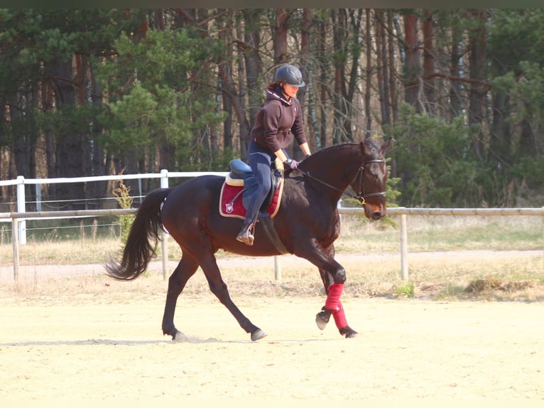 Pura sangre inglés Mestizo Caballo castrado 5 años 163 cm Morcillo in Santok