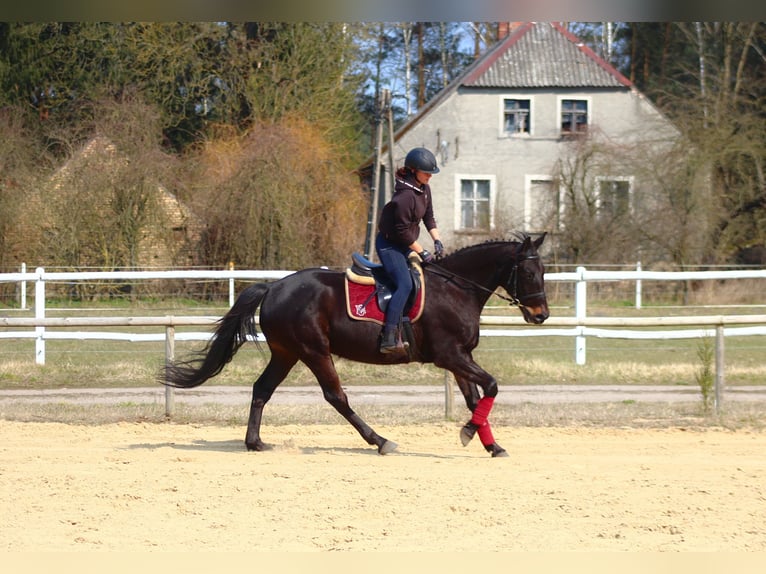 Pura sangre inglés Mestizo Caballo castrado 5 años 163 cm Morcillo in Santok