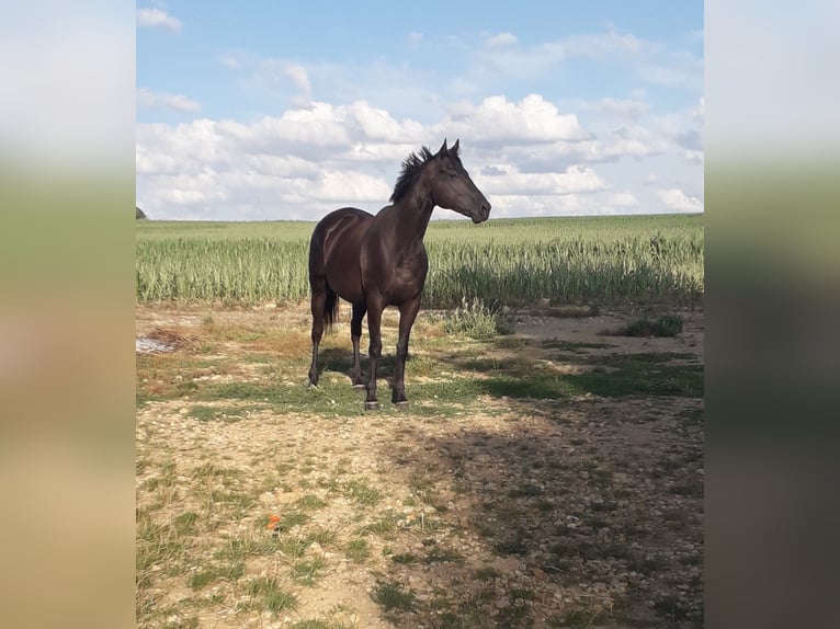 Pura sangre inglés Caballo castrado 5 años 163 cm Negro in Giremoutiers