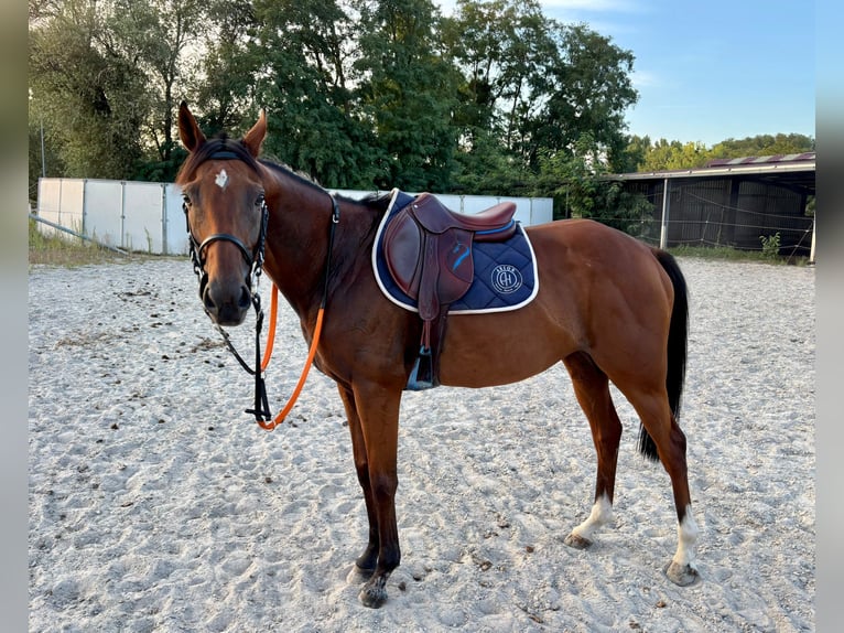 Pura sangre inglés Caballo castrado 5 años 164 cm in Rastatt