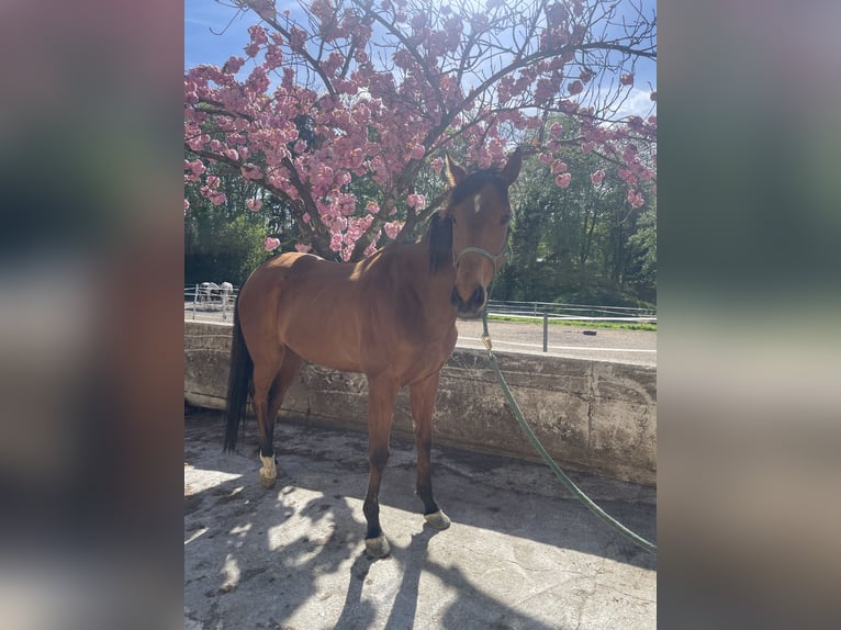 Pura sangre inglés Caballo castrado 5 años 164 cm Castaño in Seeham