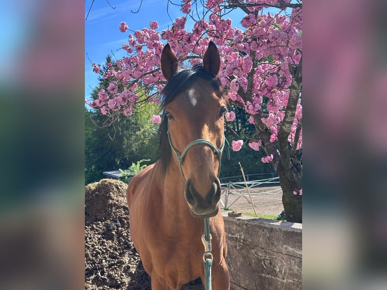 Pura sangre inglés Caballo castrado 5 años 164 cm Castaño in Seeham