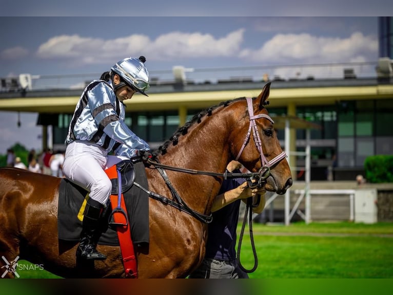 Pura sangre inglés Caballo castrado 5 años 164 cm Castaño in Fürstenwalde/Spree