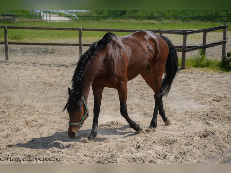 Pura sangre inglés Caballo castrado 5 años 164 cm Castaño in Bremen