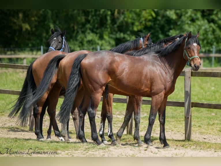 Pura sangre inglés Caballo castrado 5 años 164 cm Castaño in Bremen