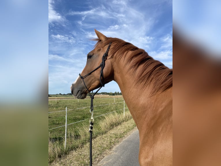 Pura sangre inglés Caballo castrado 5 años 165 cm Alazán in 17 rue d’eswars
