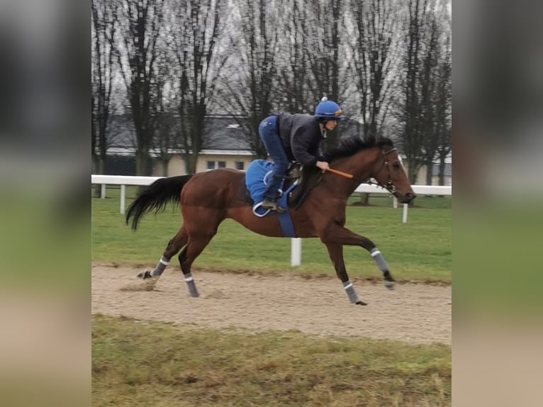 Pura sangre inglés Caballo castrado 5 años 165 cm Castaño in Iffezheim