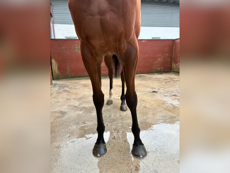 Pura sangre inglés Caballo castrado 5 años 165 cm Castaño in Iffezheim