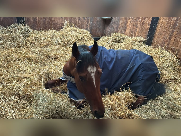 Pura sangre inglés Caballo castrado 5 años 165 cm Castaño in Iffezheim