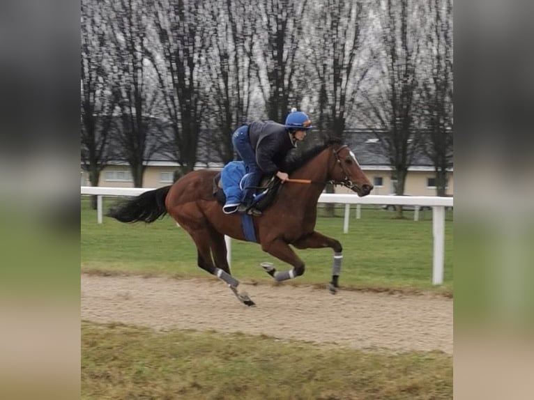 Pura sangre inglés Caballo castrado 5 años 165 cm Castaño in Iffezheim