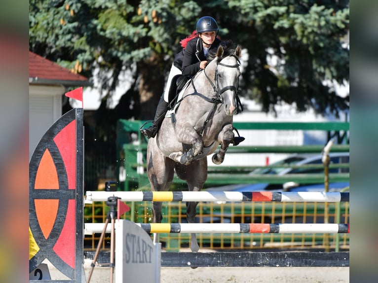 Pura sangre inglés Caballo castrado 5 años 165 cm Tordo rodado in Győrújbarát