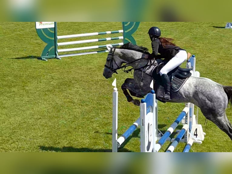 Pura sangre inglés Caballo castrado 5 años 165 cm Tordo rodado in Győrújbarát