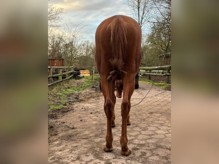 Pura sangre inglés Caballo castrado 5 años 166 cm Alazán in Hamburg Lemsahl-MellingstedtHamburg