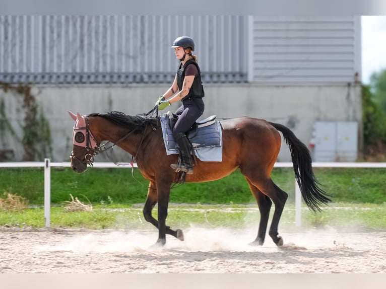 Pura sangre inglés Caballo castrado 5 años 166 cm Castaño oscuro in Wrocław