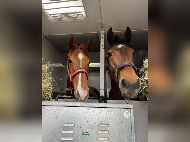 Pura sangre inglés Caballo castrado 5 años 167 cm Alazán in Garching bei München