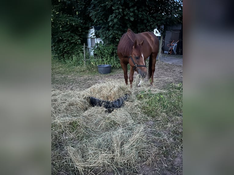 Pura sangre inglés Caballo castrado 5 años 167 cm Alazán in Kaiserslautern