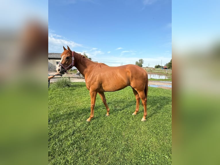 Pura sangre inglés Caballo castrado 5 años 167 cm Alazán in Neuenhagen