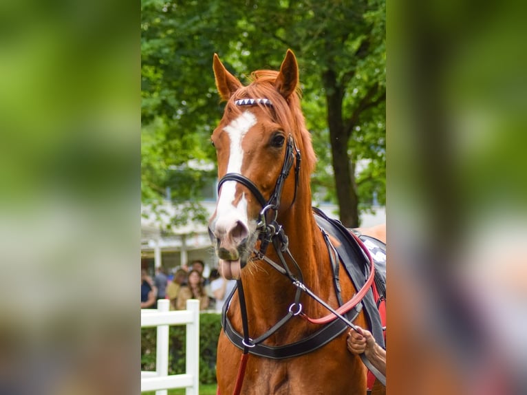 Pura sangre inglés Caballo castrado 5 años 167 cm Alazán in Neuenhagen